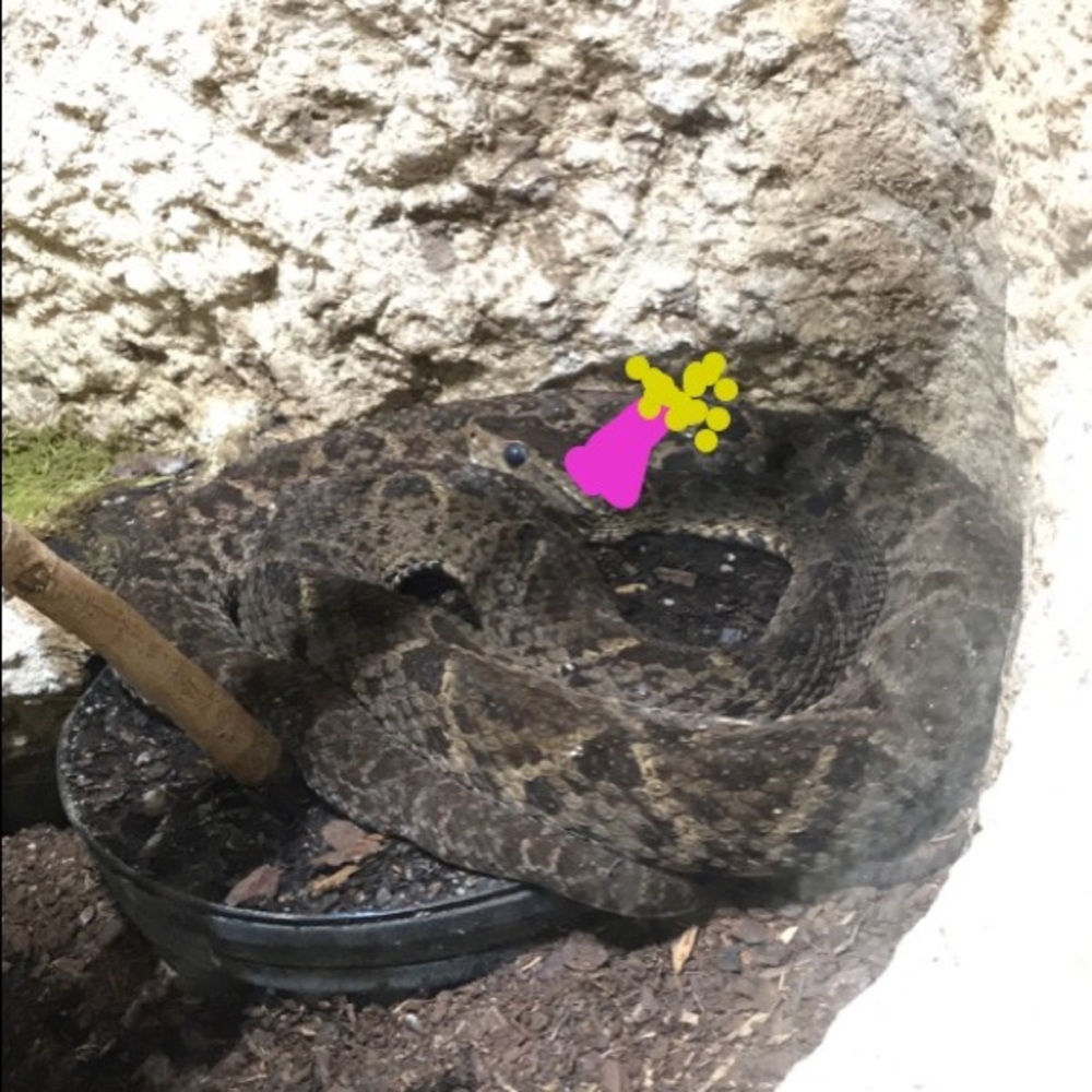 Meet your Posher, Kennedy